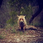 winterpills love songs