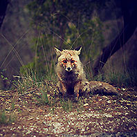 winterpills-love-songs