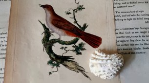 pat walsh another nightingale